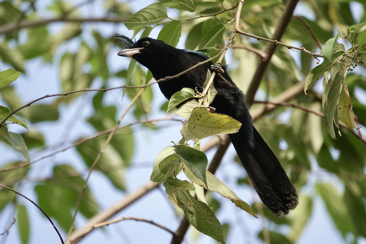 ヌレバカケス - ML646065769