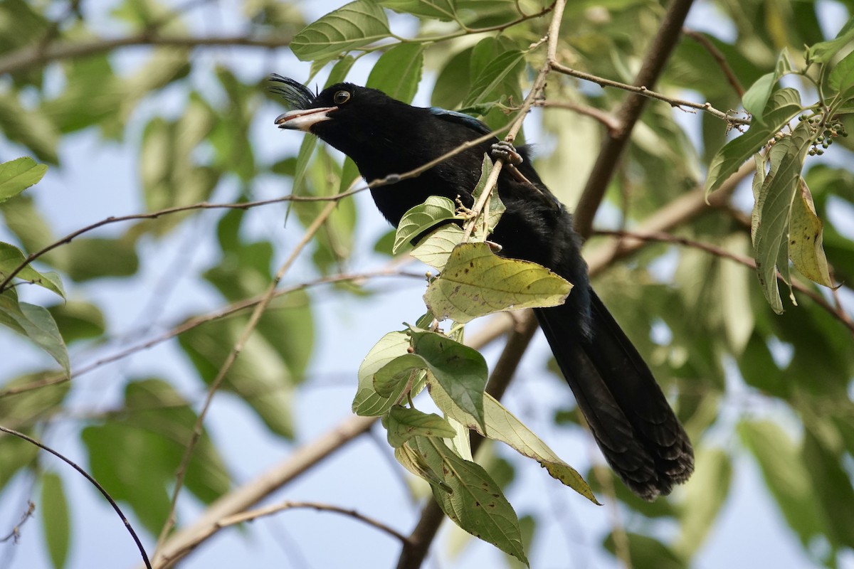 ヌレバカケス - ML646065770