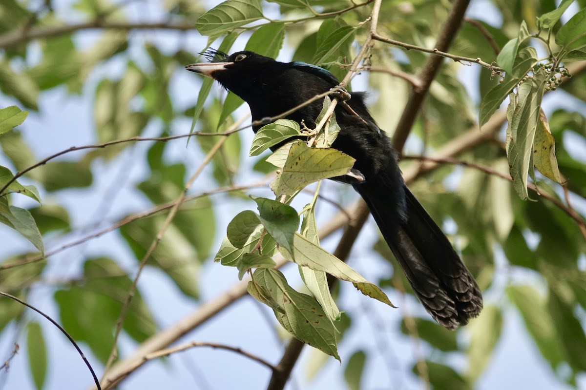 ヌレバカケス - ML646065771