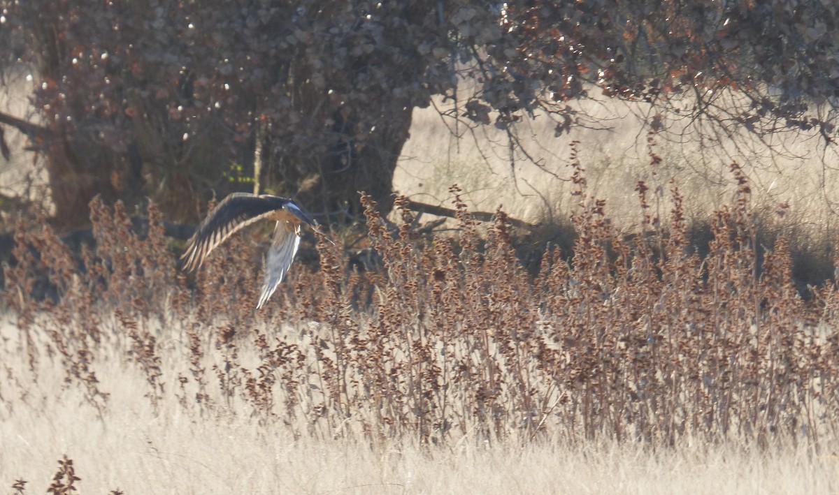 Aguilucho de Hudson - ML646065775