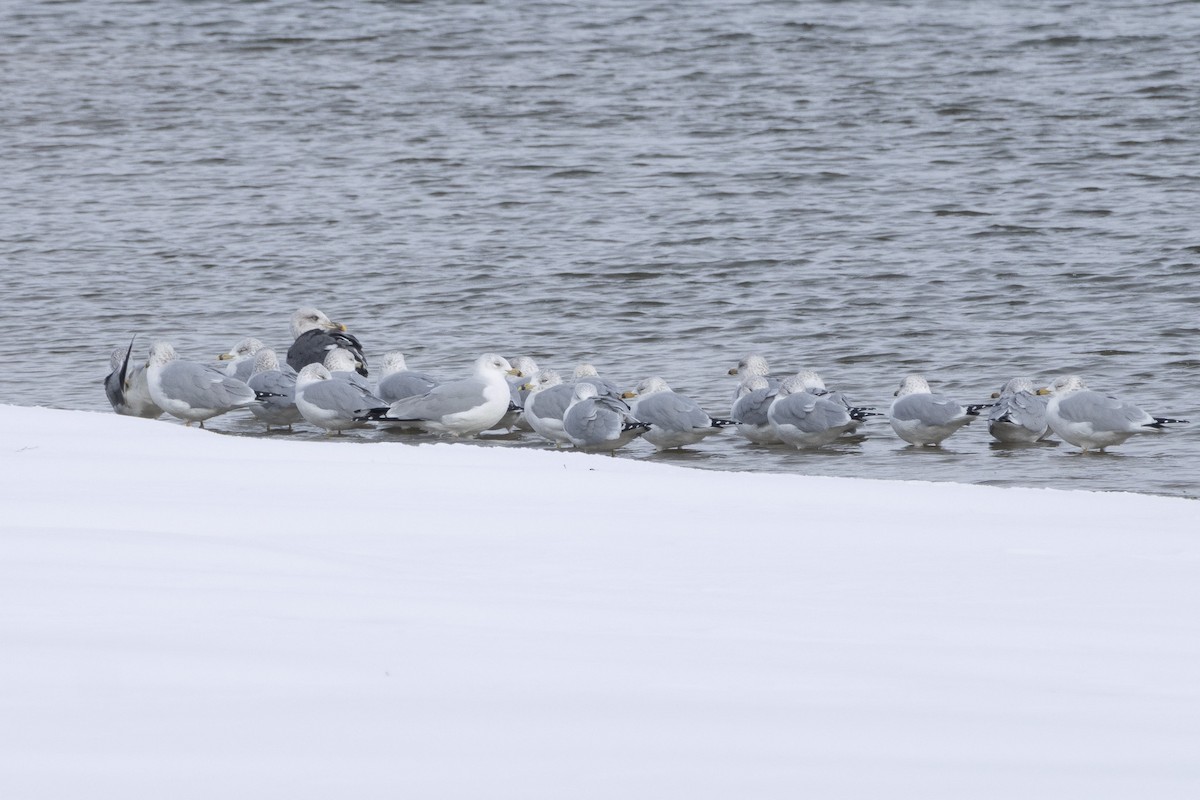 Zafferano - ML646065783