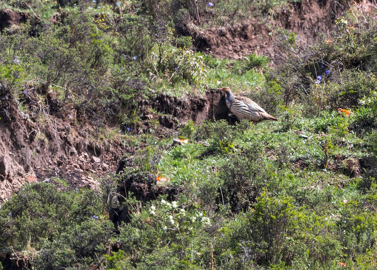 Tibetan Snowcock - ML646065786
