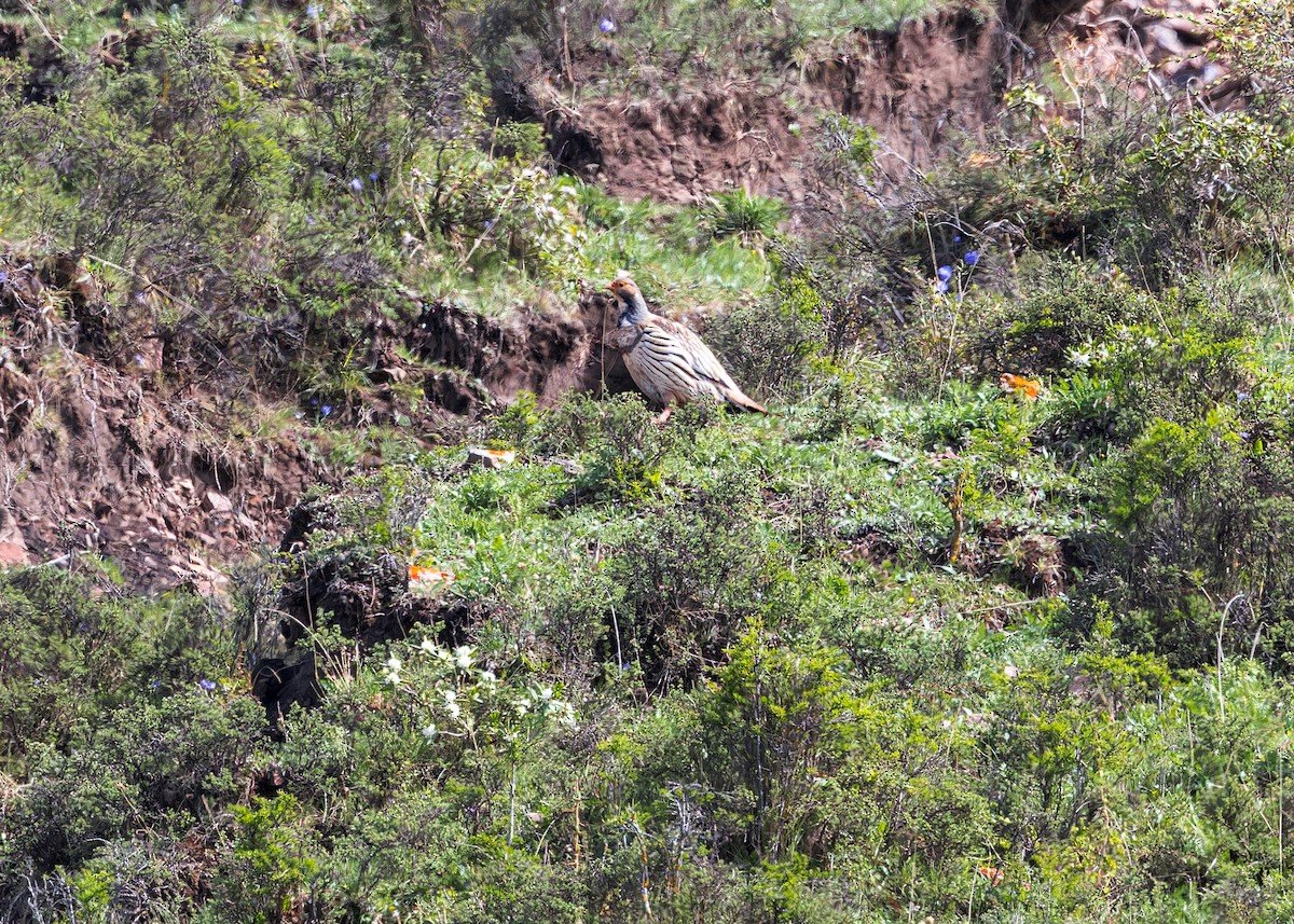 Tibetan Snowcock - ML646065787
