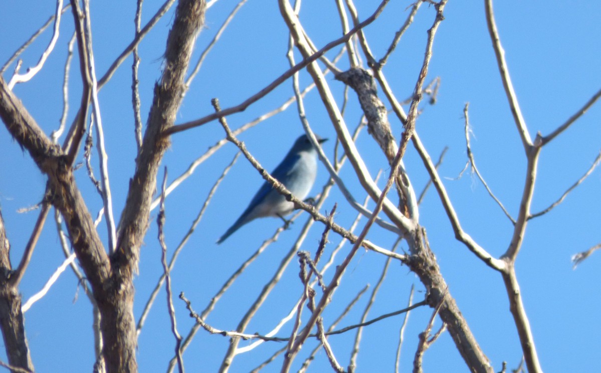 Azulejo Claro - ML646065788