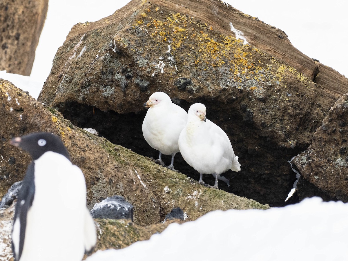 Snowy Sheathbill - ML646065793
