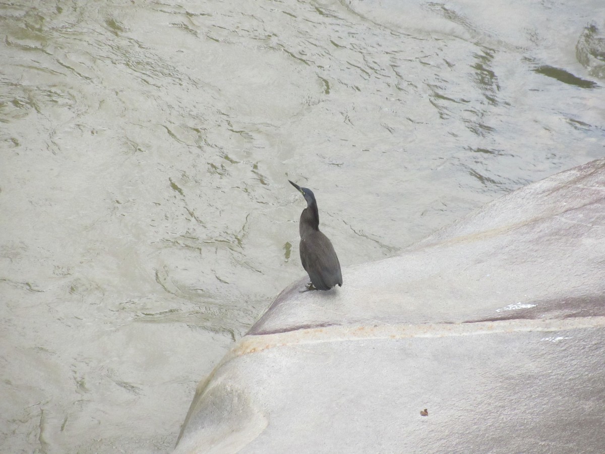 Fasciated Tiger-Heron - ML646065795