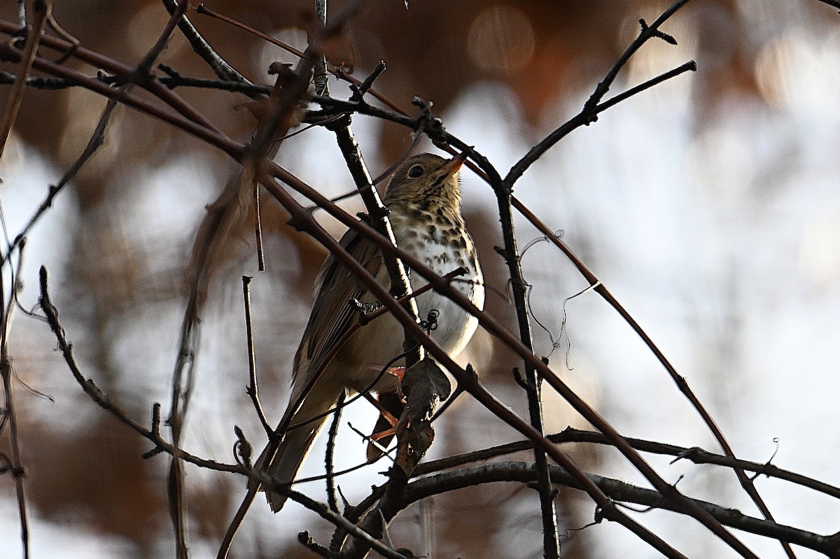Hermit Thrush - ML646065796