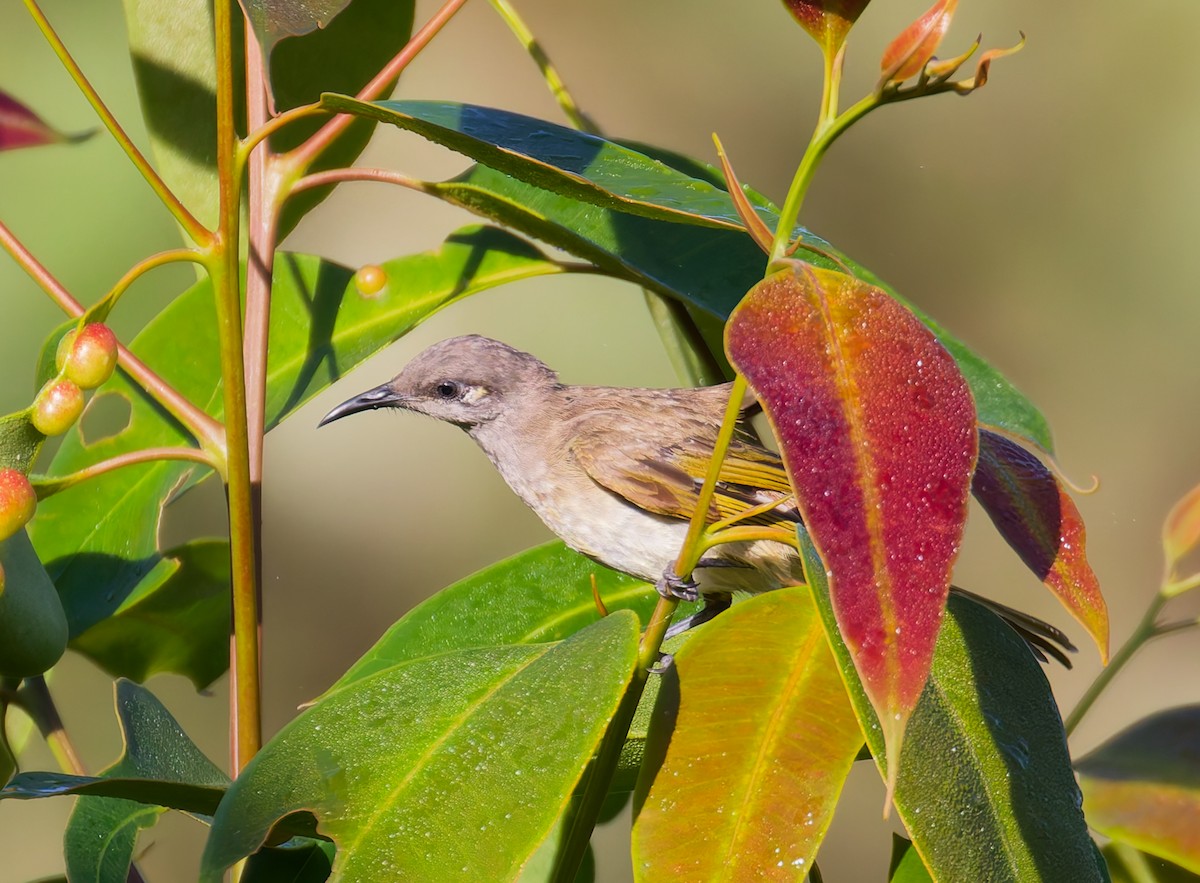Brown Honeyeater - ML646065798