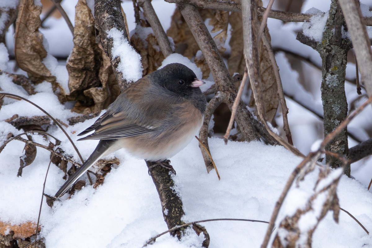 Dark-eyed Junco (Oregon) - ML646065800