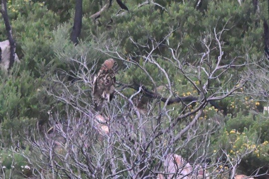 Cape Eagle-Owl - ML646065806