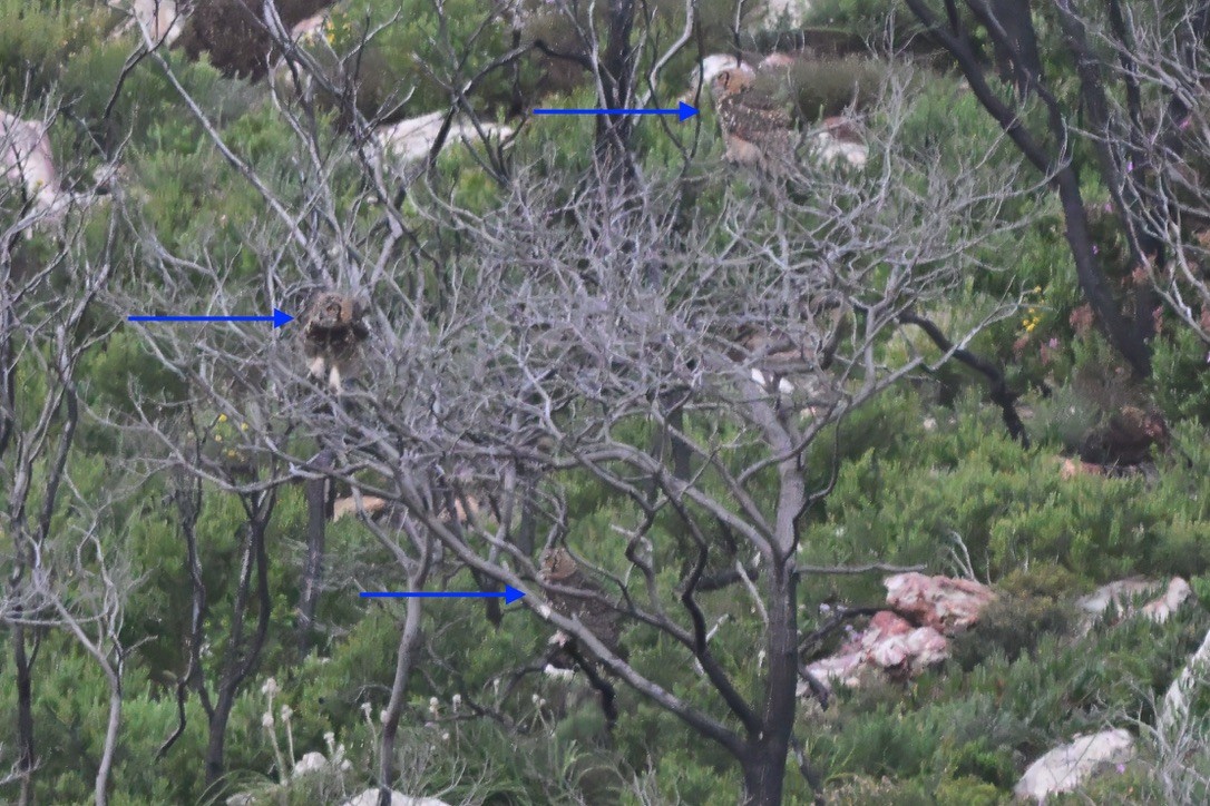 Cape Eagle-Owl - ML646065807