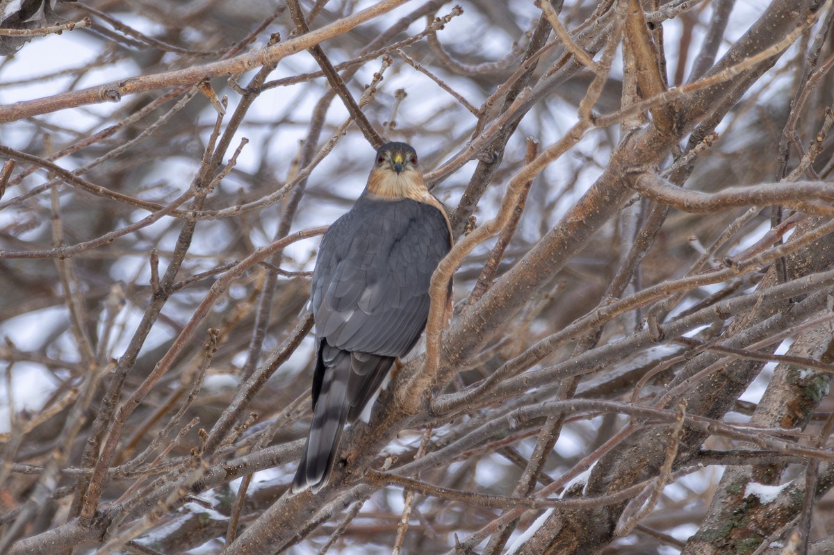 Sharp-shinned Hawk - ML646065811