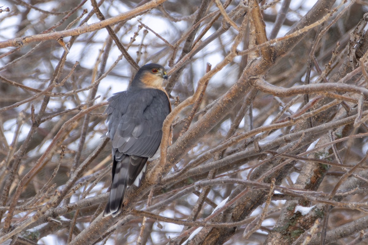 Sharp-shinned Hawk - ML646065812