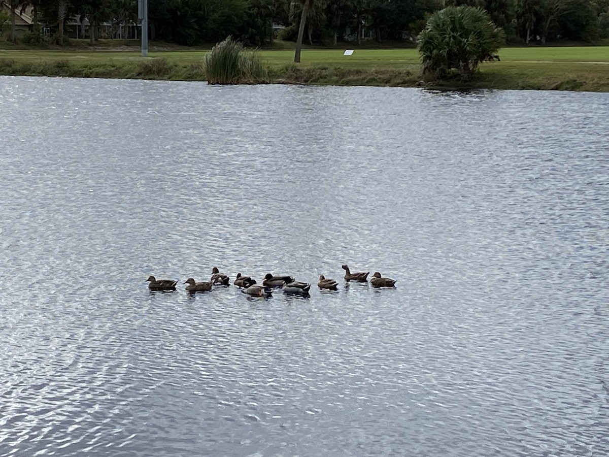 Mallard - ML646065814