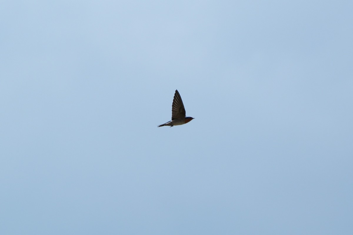 Pacific Swallow - ML646065816