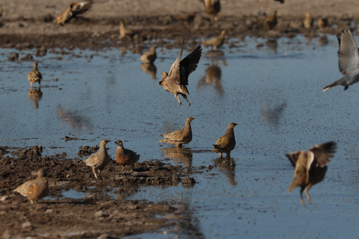 Burchell's Sandgrouse - ML646065818