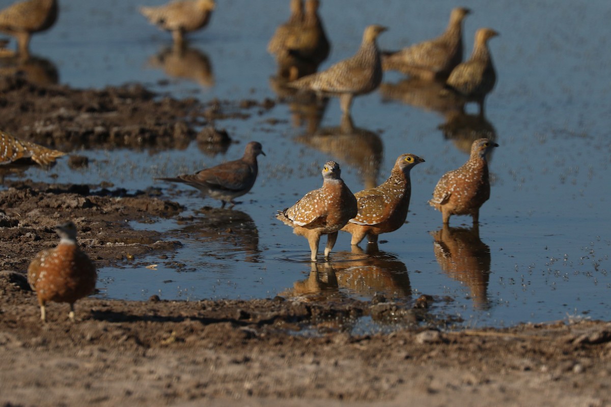 Burchell's Sandgrouse - ML646065819