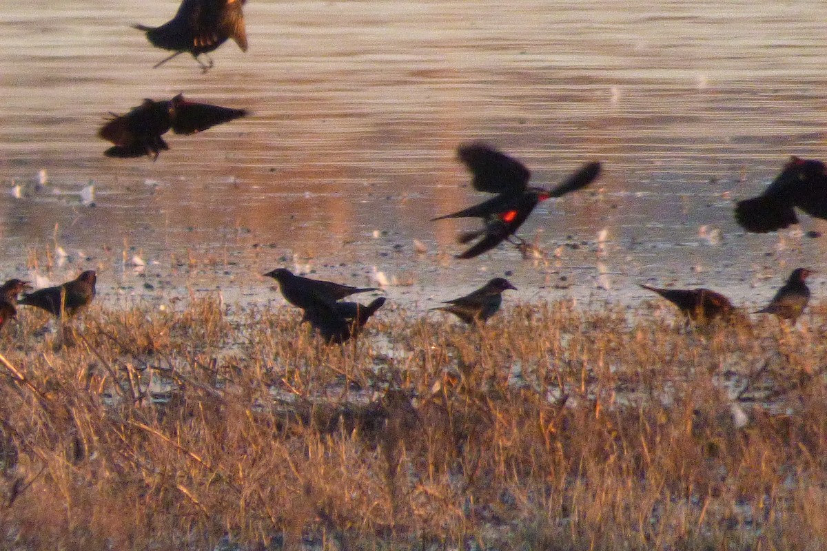 Sargento Alirrojo - ML646065828