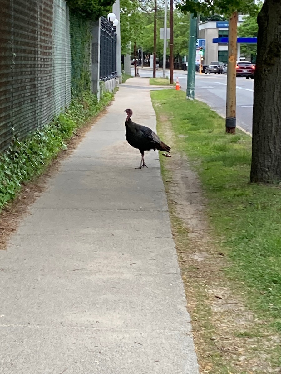 Wild Turkey - ML646065839