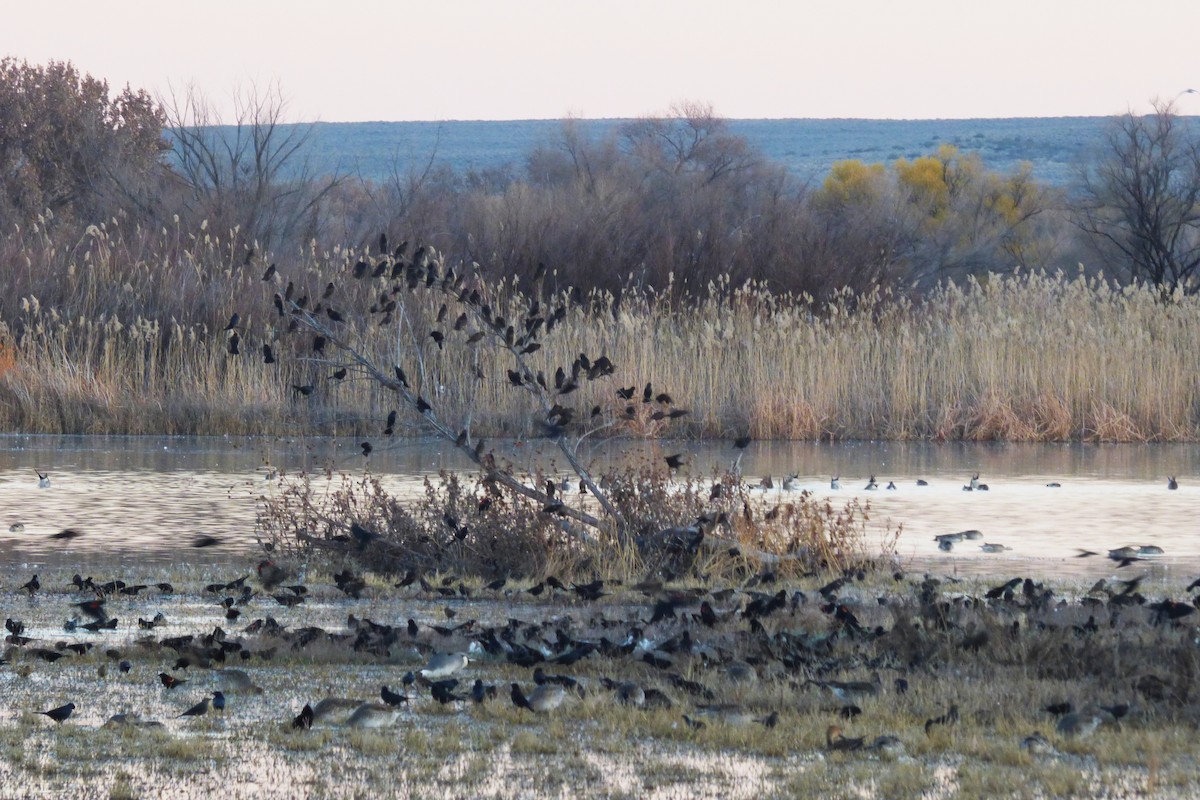 Sargento Alirrojo - ML646065841