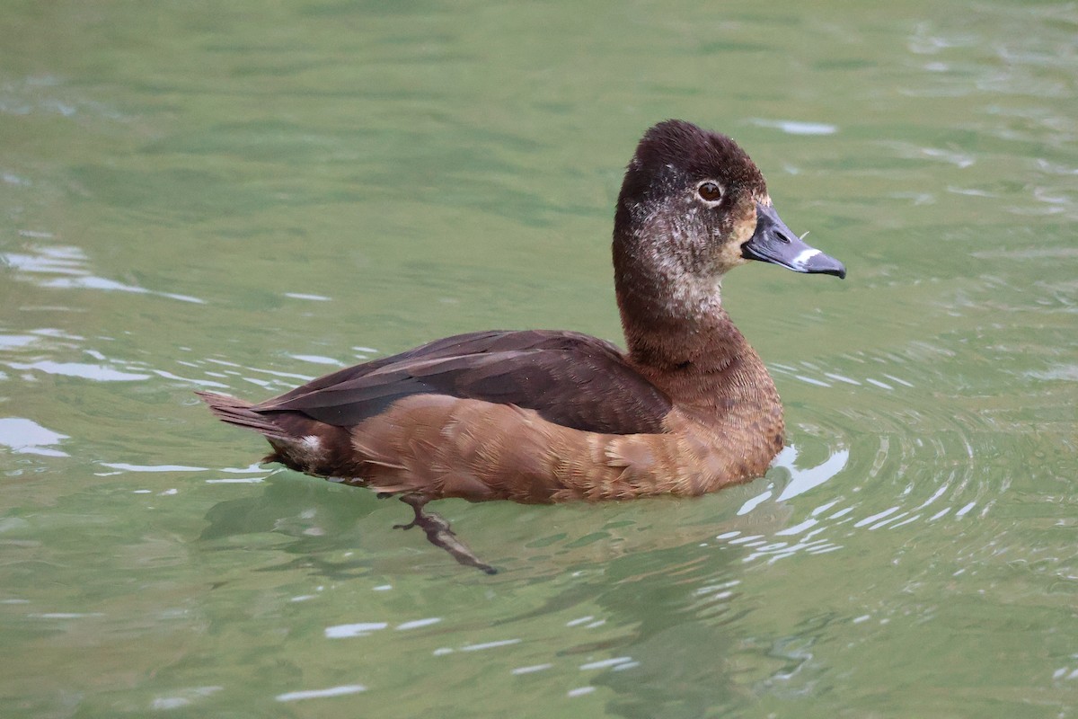 polák proužkozobý - ML646065861