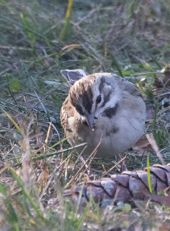 Lark Sparrow - ML646065862
