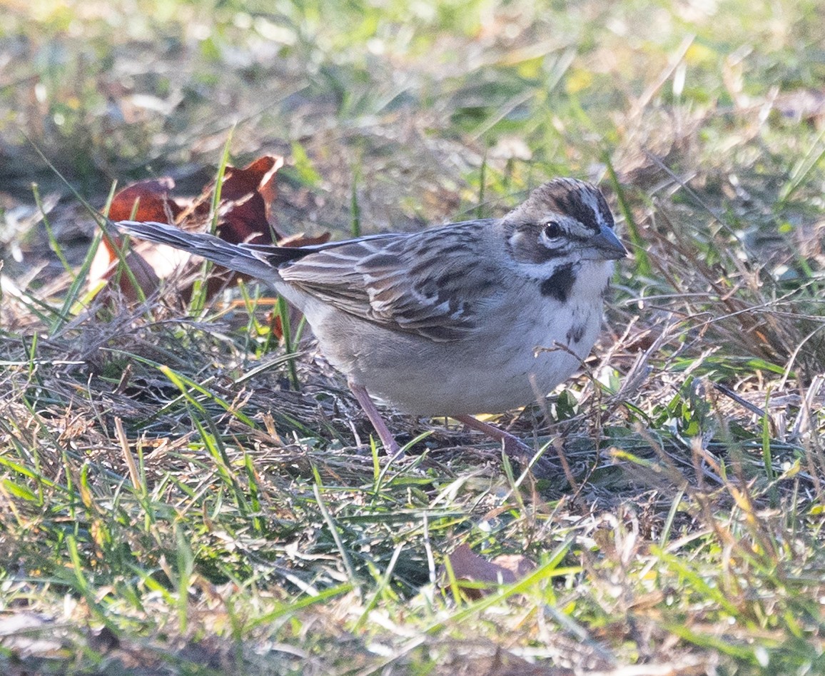 Lark Sparrow - ML646065863