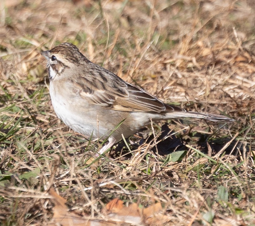 Lark Sparrow - ML646065864