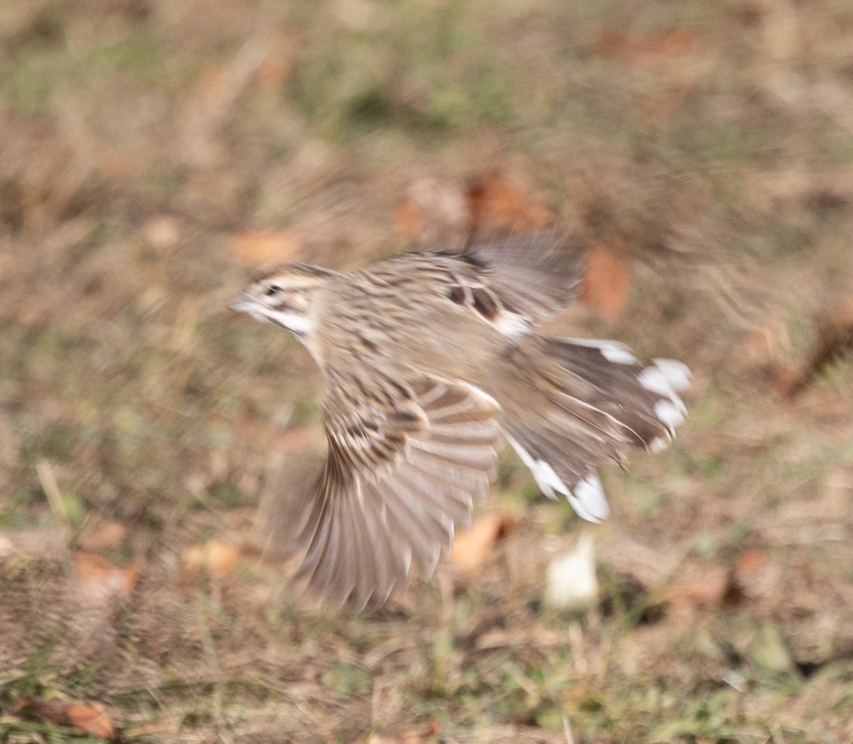 Lark Sparrow - ML646065865