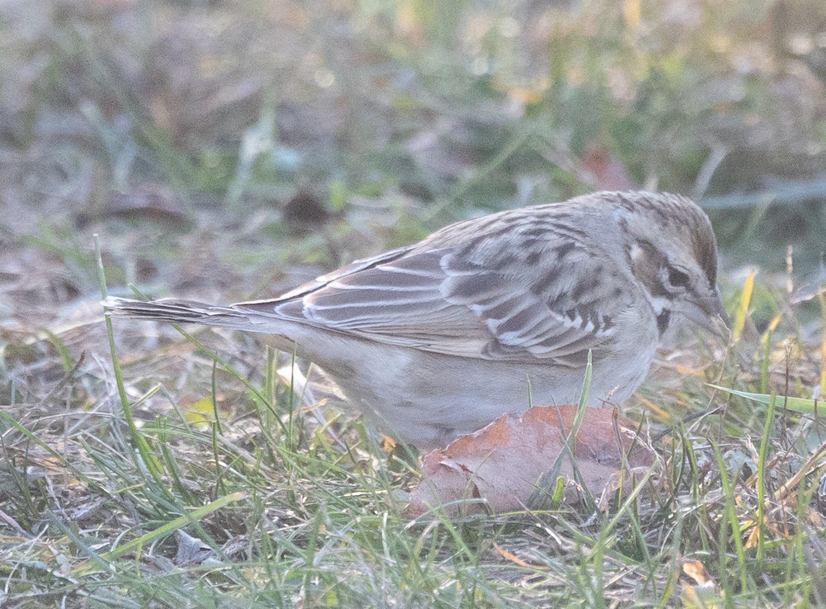 Lark Sparrow - ML646065866