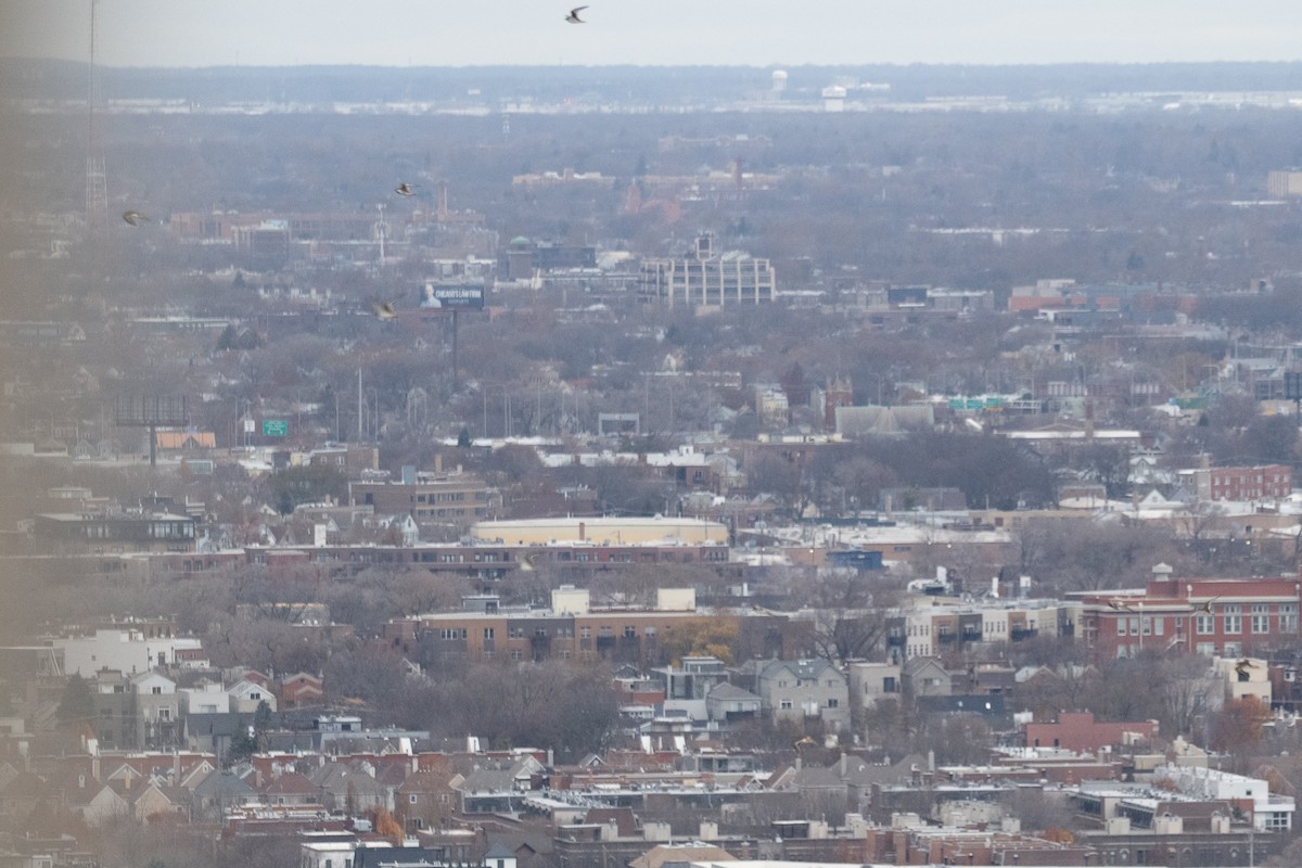 Killdeer - ML646065869