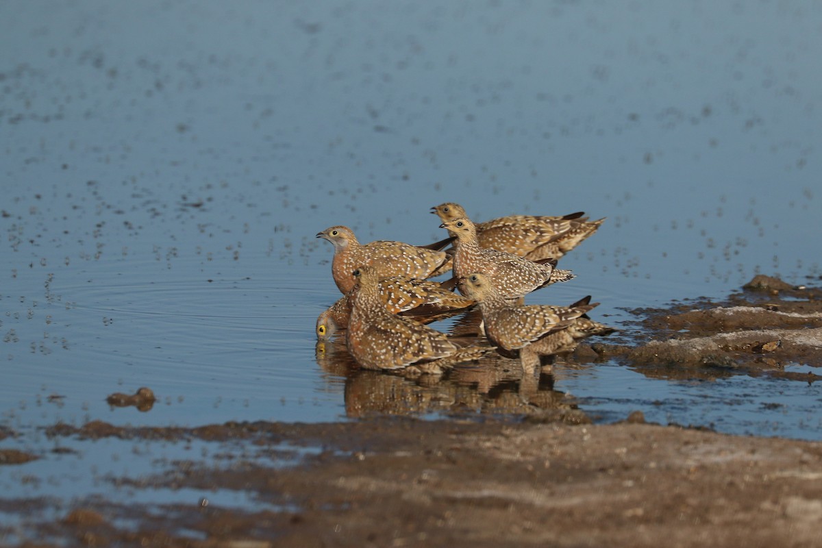 Burchell's Sandgrouse - ML646065874