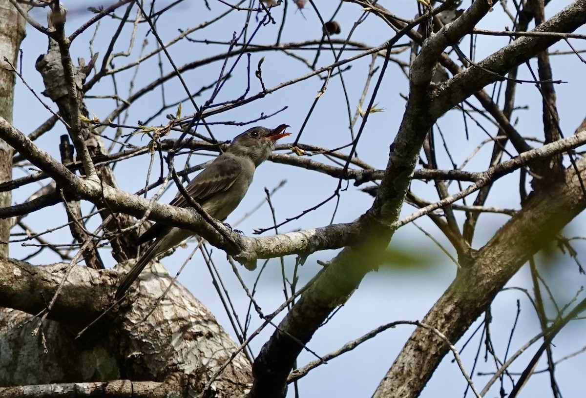 Greater Pewee - ML646065876
