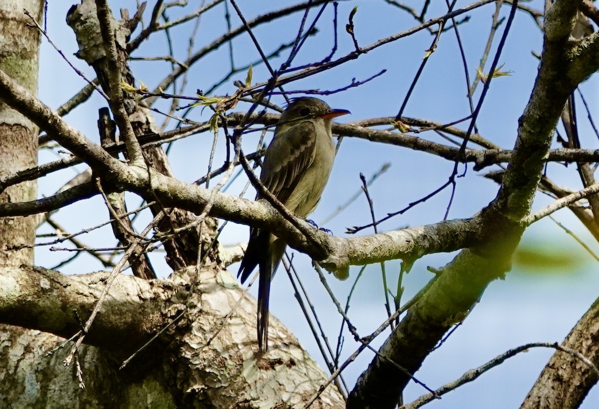 Greater Pewee - ML646065878