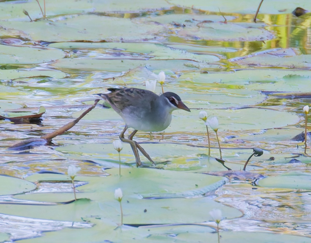 Râle cendré - ML646065890