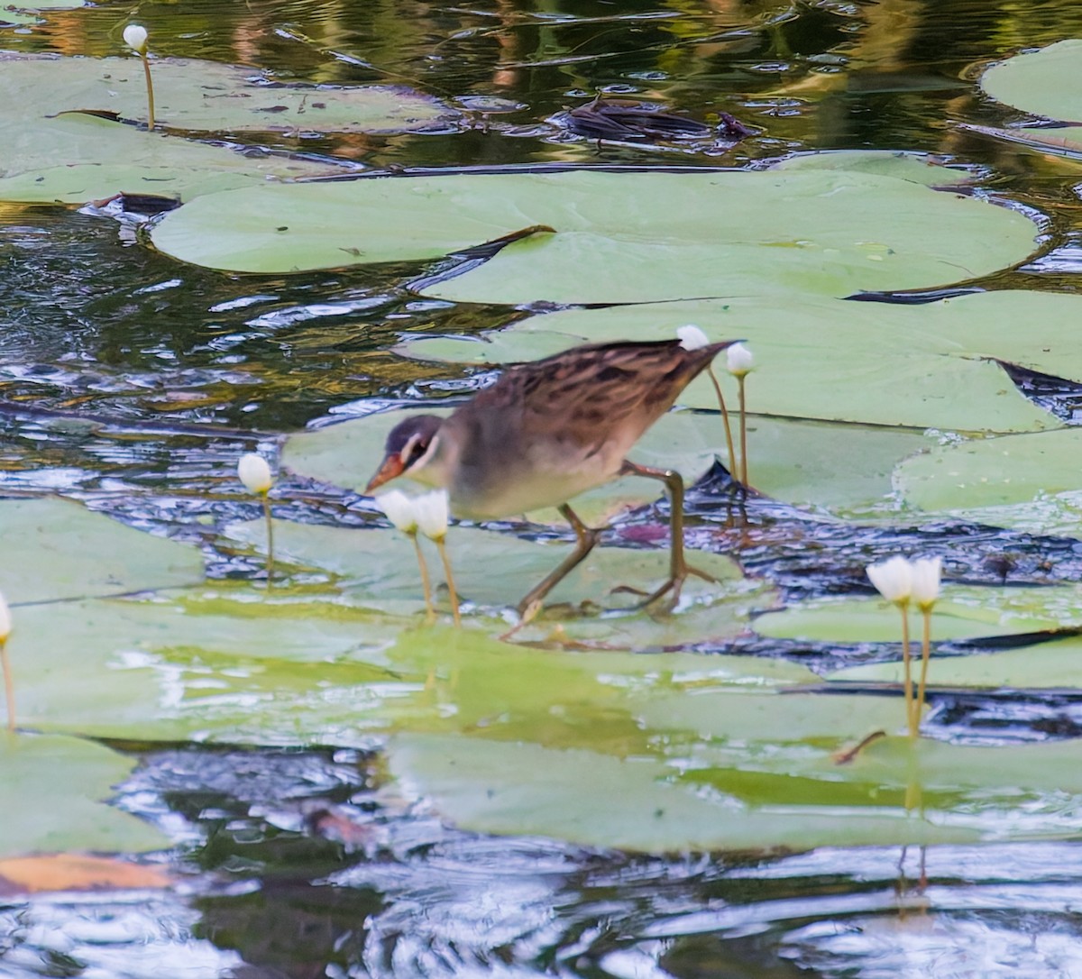 Râle cendré - ML646065891