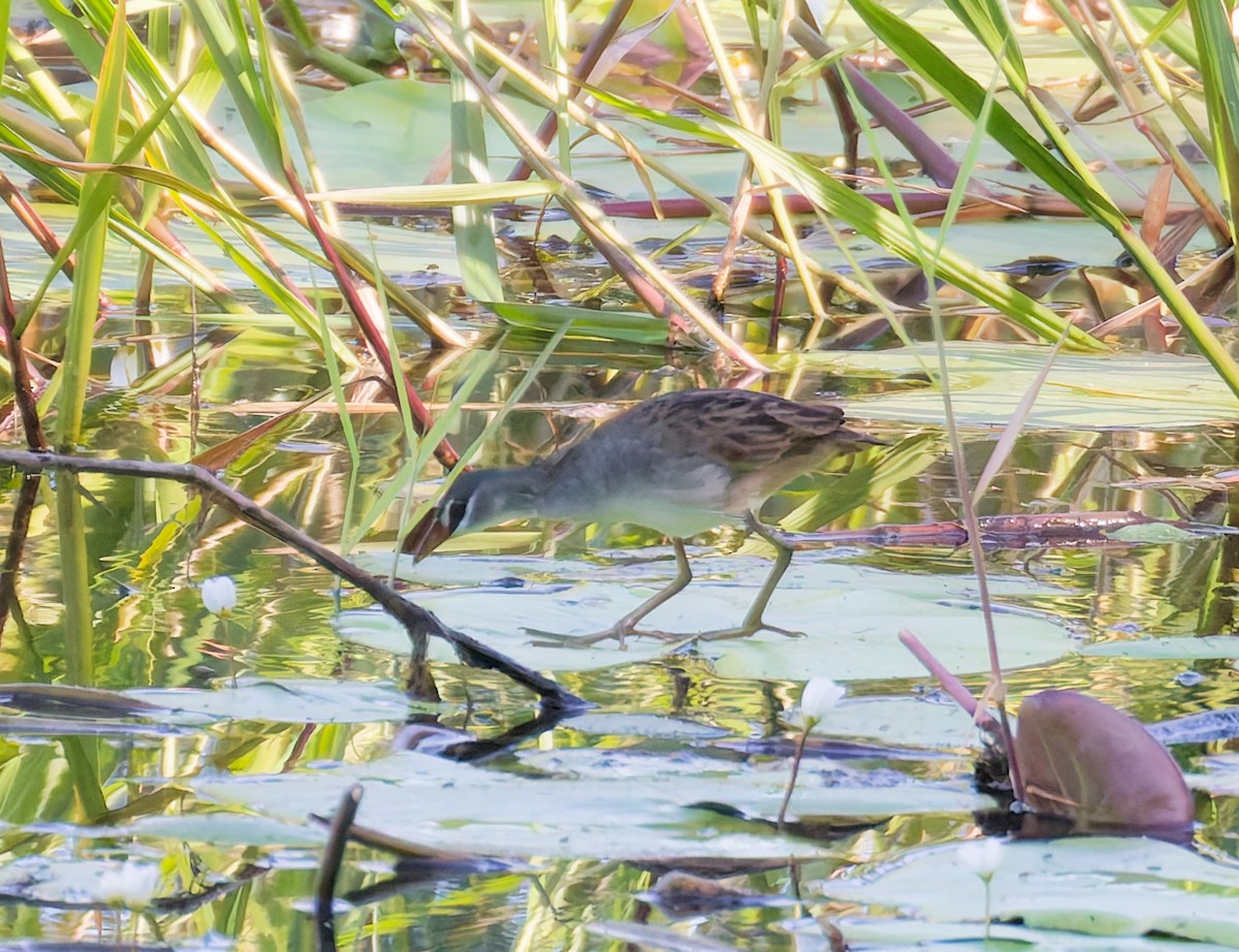 Râle cendré - ML646065892