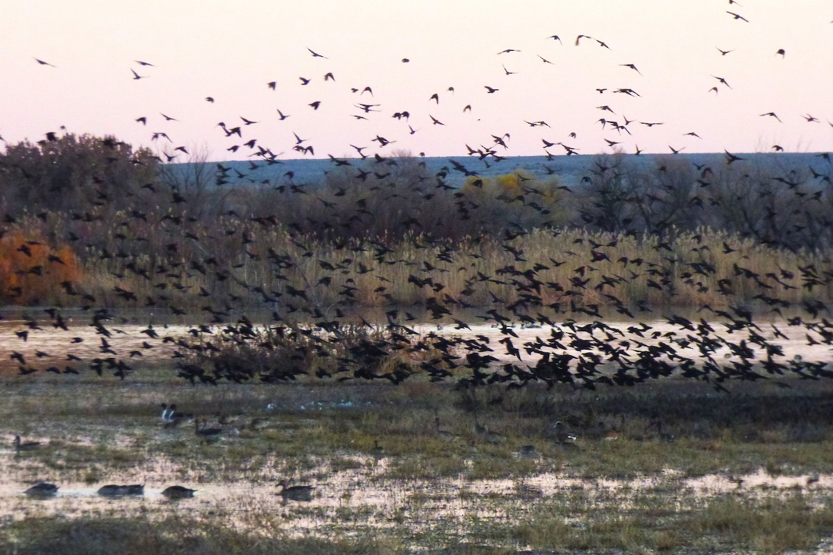 Sargento Alirrojo - ML646065893