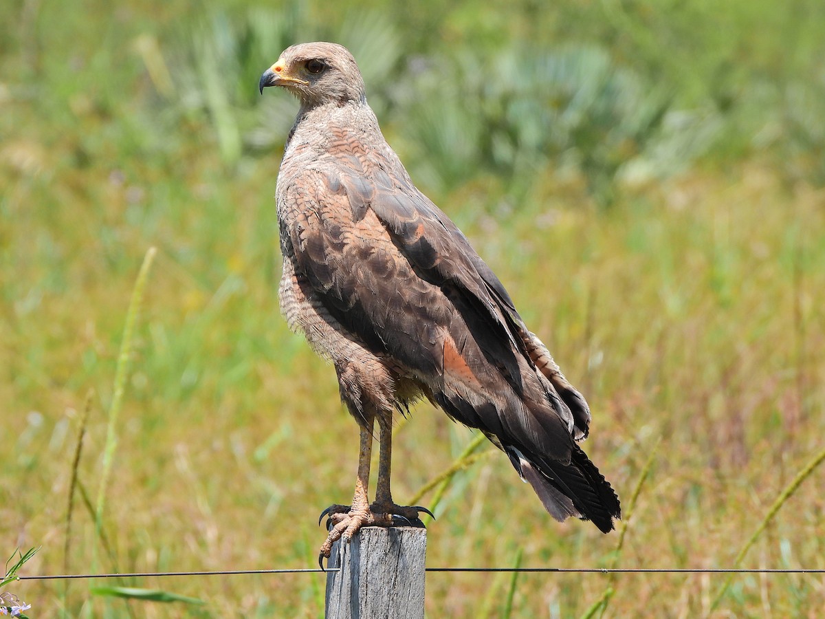 Саванный крабоед - ML646065894