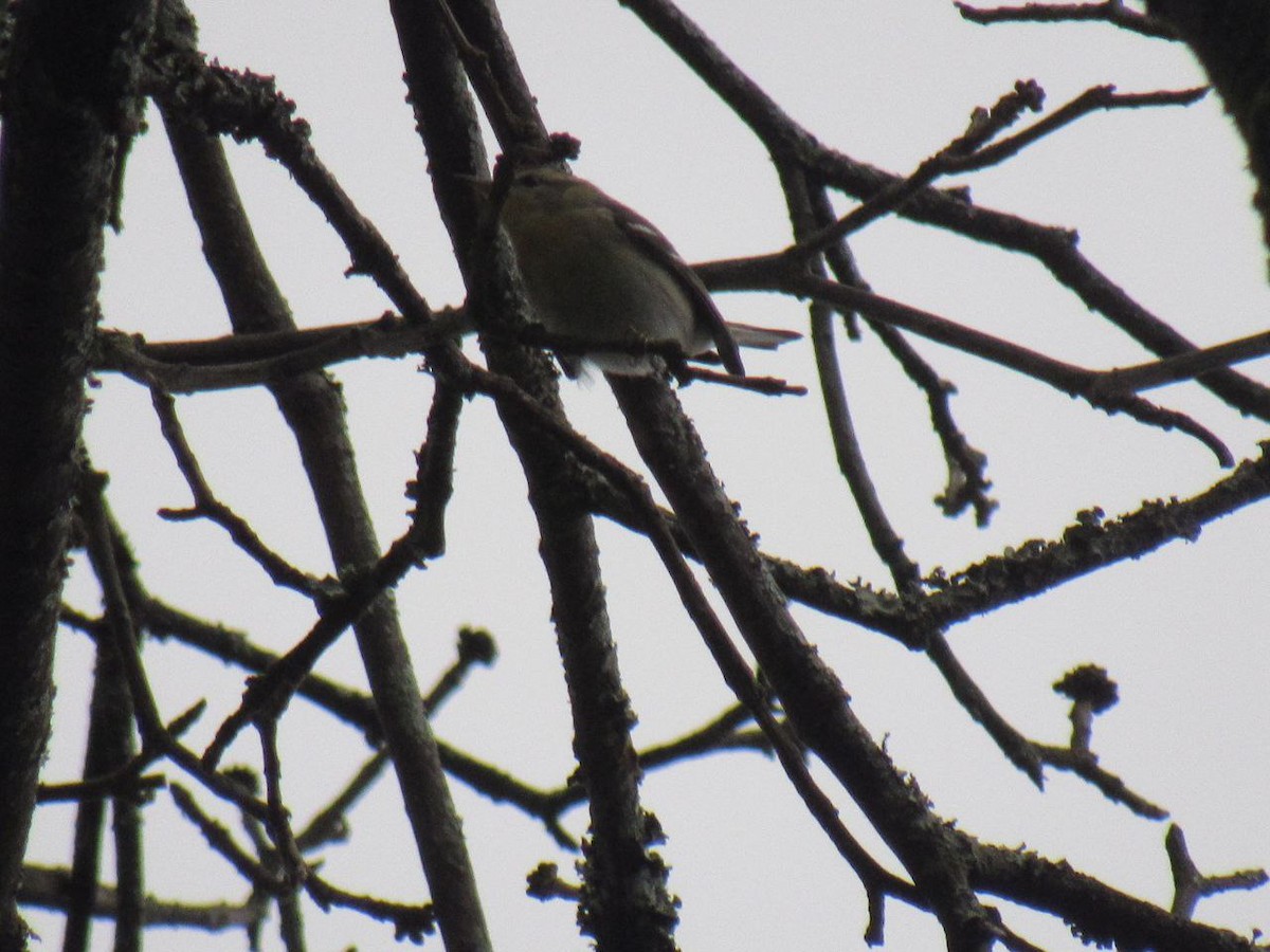 Reinita Gorjinaranja - ML646065911