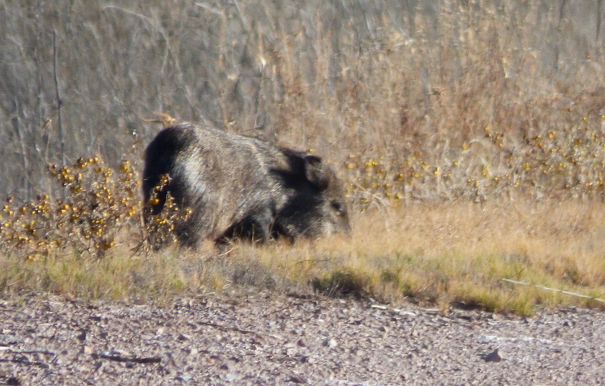 Animales - ML646065913