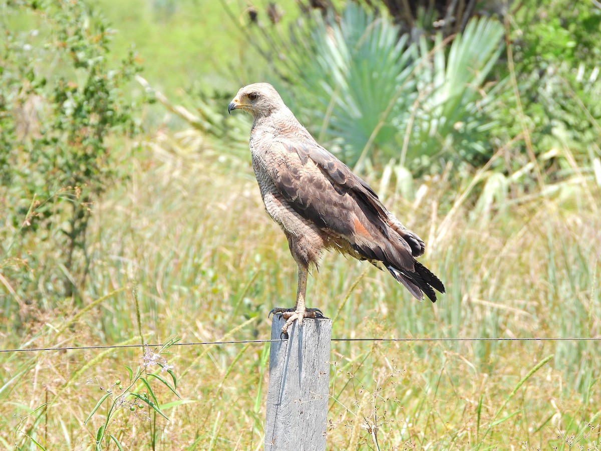 Саванный крабоед - ML646065914