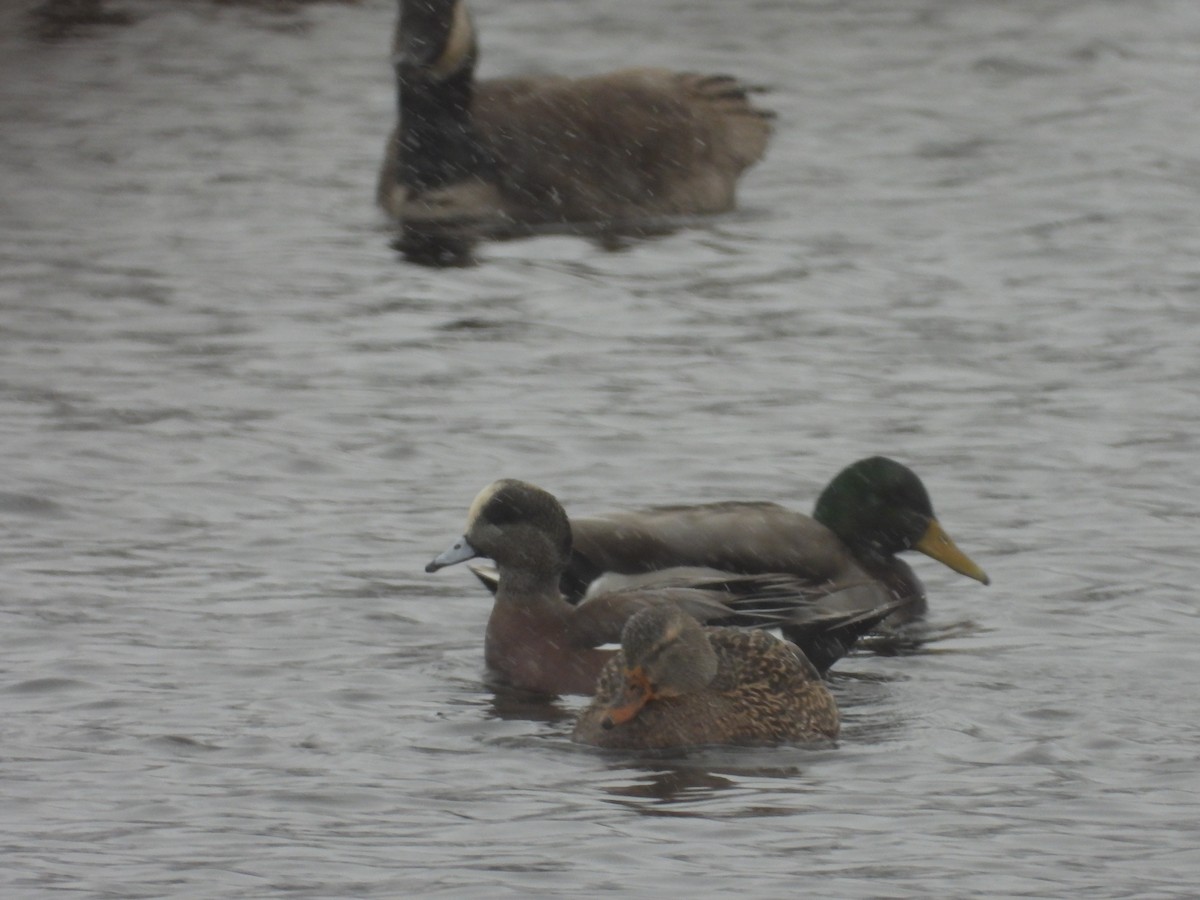 American Wigeon - ML646065915