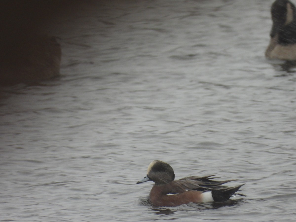 American Wigeon - ML646065916
