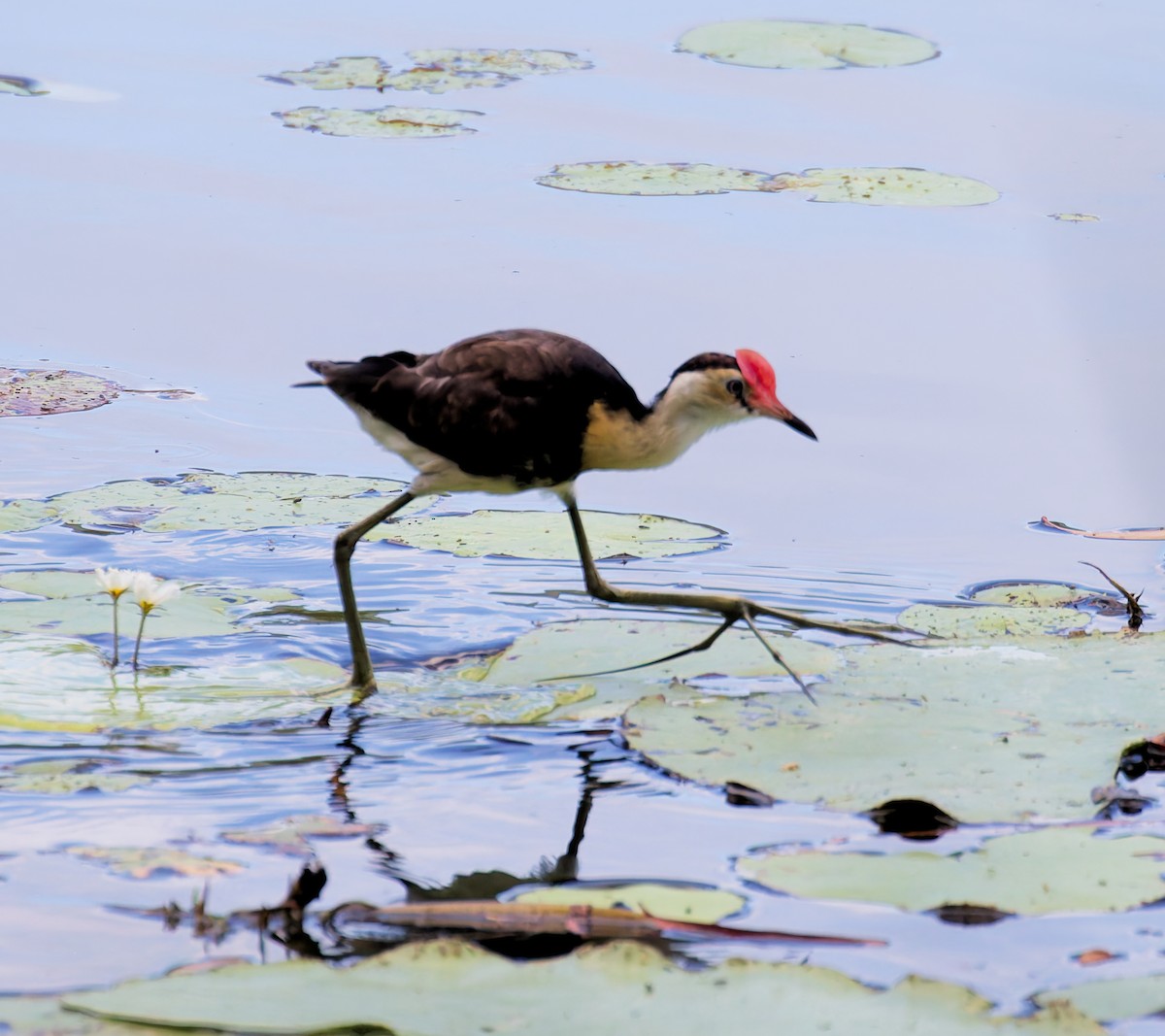 Comb-crested Jacana - ML646065928