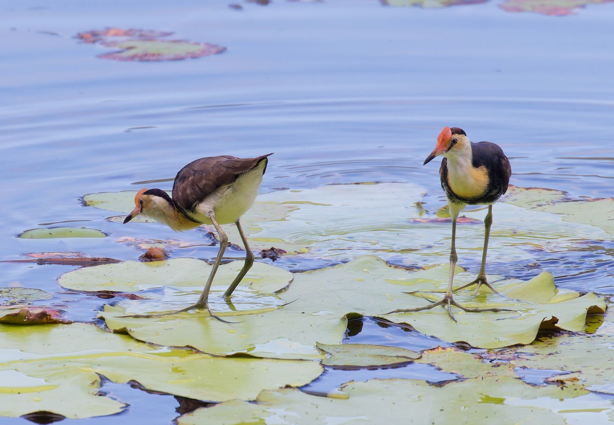 Comb-crested Jacana - ML646065929