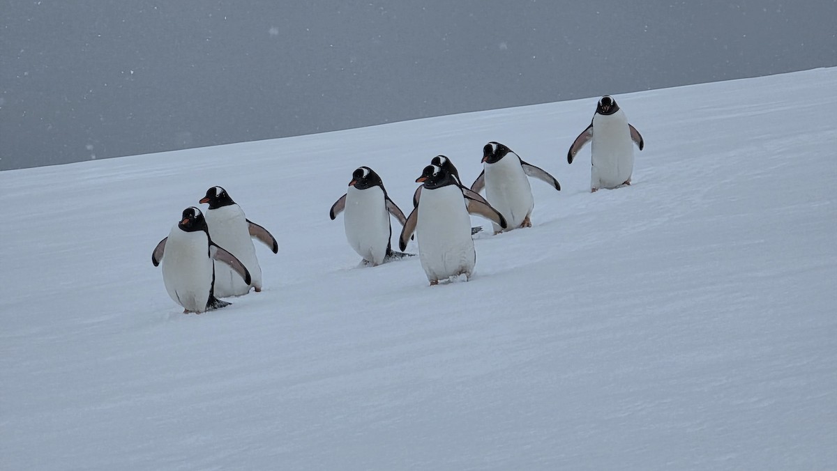 Gentoo Penguin - ML646065939