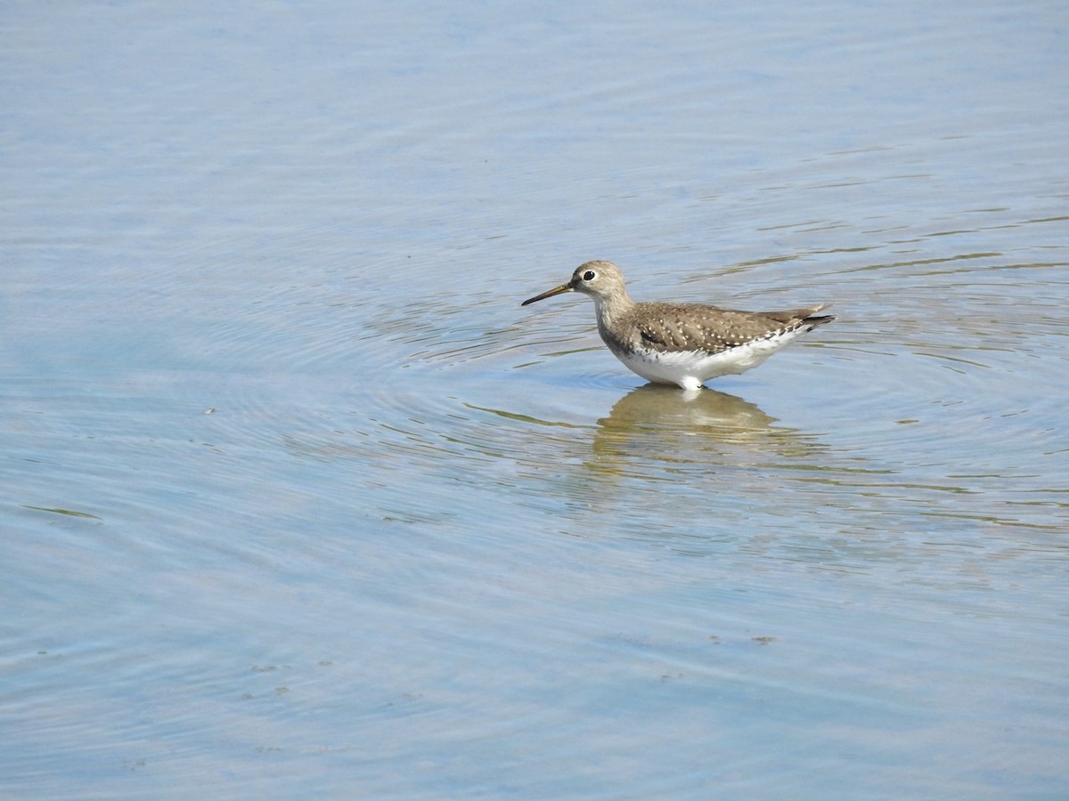 Solitary Sandpiper - ML646065940