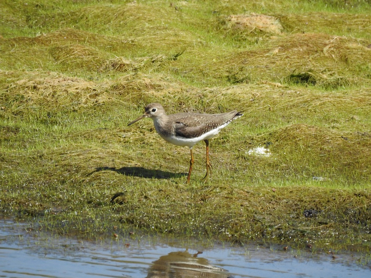 Solitary Sandpiper - ML646065941