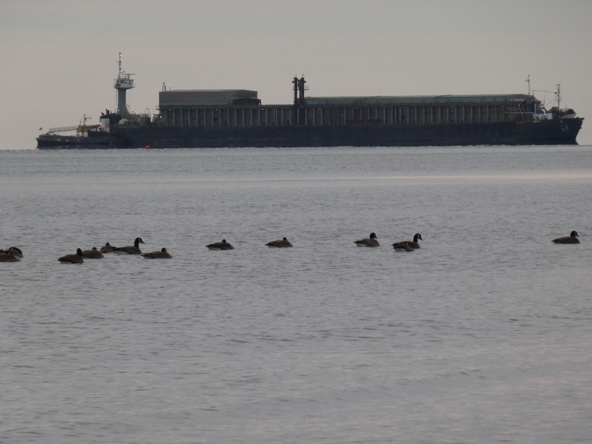 Canada Goose - ML646065942